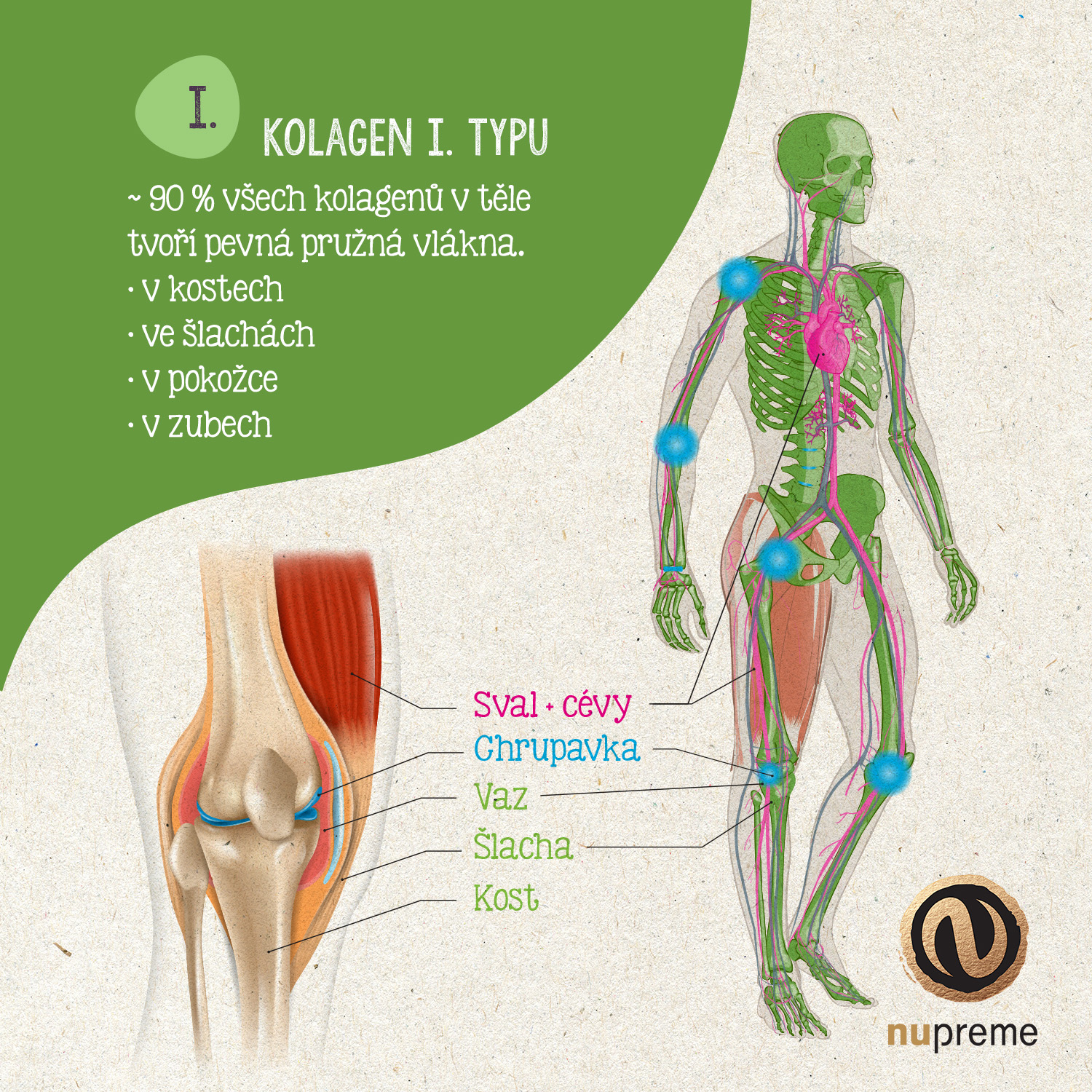 s logem - kolagen infografika typ 1